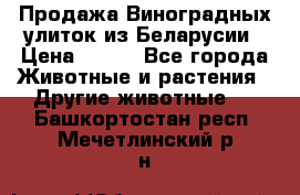 Продажа Виноградных улиток из Беларусии › Цена ­ 250 - Все города Животные и растения » Другие животные   . Башкортостан респ.,Мечетлинский р-н